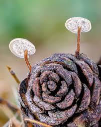 Attēlu rezultāti vaicājumam “Physarum auriscalpium”