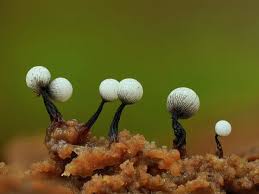 Attēlu rezultāti vaicājumam “Cribraria rufa spores”