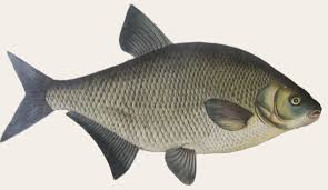 Image result for Abramis brama