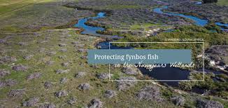 Image result for Pseudomyxus capensis