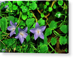 Image result for Campanula isophylla