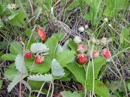 Attēlu rezultāti vaicājumam “Fragaria viridis fruit”