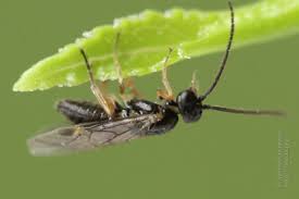 Attēlu rezultāti vaicājumam “Pontania proxima”