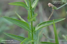 Attēlu rezultāti vaicājumam “Lythrum salicaria leaf”