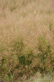 Attēlu rezultāti vaicājumam “Festuca rubra subsp. rubra”
