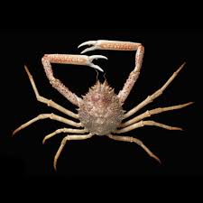 Attēlu rezultāti vaicājumam “Crustacea”