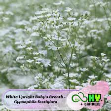 Attēlu rezultāti vaicājumam “Gypsophila fastigiata flower”
