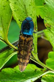 Attēlu rezultāti vaicājumam “Actenicerus sjaelandicus”