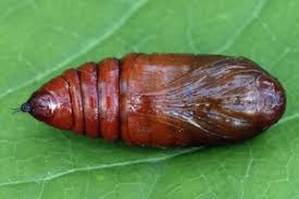 Attēlu rezultāti vaicājumam “Cerastis leucographa”