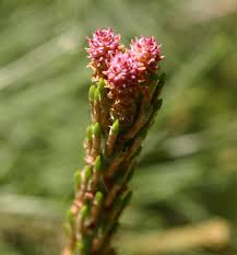 Attēlu rezultāti vaicājumam “Pinus sylvestris female flower”