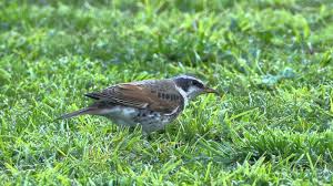 Image result for Turdus eunomus