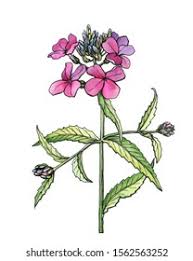 Attēlu rezultāti vaicājumam “Hesperis matronalis bud”