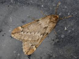 Attēlu rezultāti vaicājumam “Alsophila aescularia”