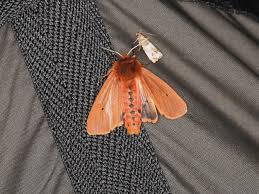 Attēlu rezultāti vaicājumam “Phragmatobia fuliginosa”