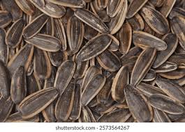 Attēlu rezultāti vaicājumam “Helianthus annuus fruit”