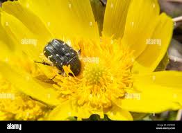 Attēlu rezultāti vaicājumam “Oxythyrea funesta imago”