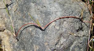 Attēlu rezultāti vaicājumam “Ranunculus flammula fruit”