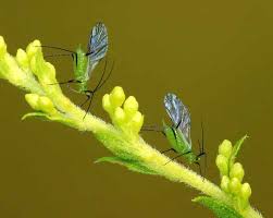 Attēlu rezultāti vaicājumam “Aphodius sp. imago”