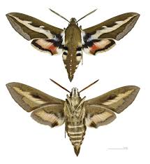 Attēlu rezultāti vaicājumam “Hyles gallii”