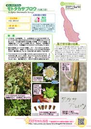 「タカスギ・サブロウタ」の画像検索結果