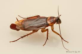 Image result for periplaneta americana