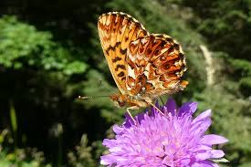 Attēlu rezultāti vaicājumam “Boloria titania”