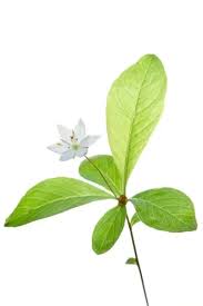 Attēlu rezultāti vaicājumam “Trientalis europaea flower”