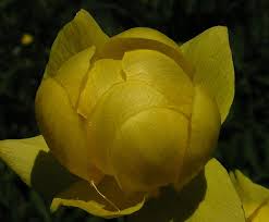 Attēlu rezultāti vaicājumam “Trollius europaeus bud”