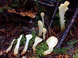 Attēlu rezultāti vaicājumam “Spathularia flavida”