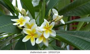 Attēlu rezultāti vaicājumam “Apocynaceae”