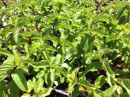 Attēlu rezultāti vaicājumam “Mentha x piperita”