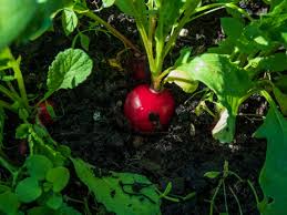 Attēlu rezultāti vaicājumam “Raphanus raphanistrum fruit”