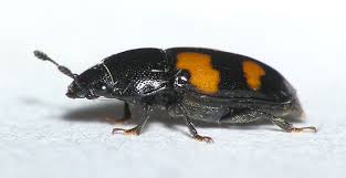 Attēlu rezultāti vaicājumam “Glischrochilus hortensis”