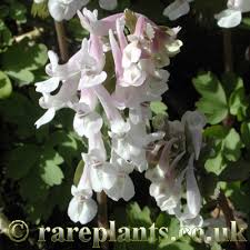 Attēlu rezultāti vaicājumam “Corydalis solida”