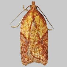 Attēlu rezultāti vaicājumam “Acleris aspersana”