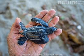 Image result for Dermochelys coriacea