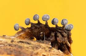 Attēlu rezultāti vaicājumam “Stemonitis virginiensis spores”