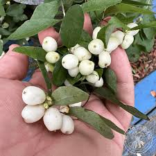 Attēlu rezultāti vaicājumam “Symphoricarpos albus”