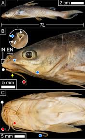 Image result for Ariopsis felis