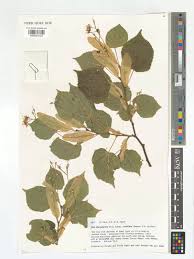 Attēlu rezultāti vaicājumam “Tilia platyphyllos subsp. cordifolia”