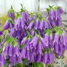 Image result for Campanula strigosa