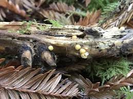 Attēlu rezultāti vaicājumam “Sphaerobolus stellatus”