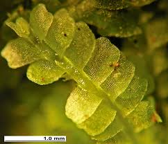 Attēlu rezultāti vaicājumam “Chiloscyphus pallescens”