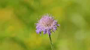 Attēlu rezultāti vaicājumam “Knautia arvensis fruit”