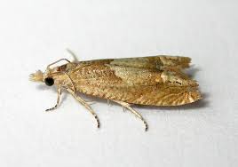 Attēlu rezultāti vaicājumam “Eucosma aspidiscana”