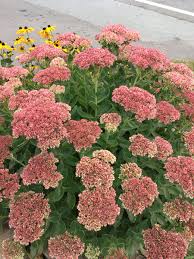 Image result for Chrysanthemum spectabile