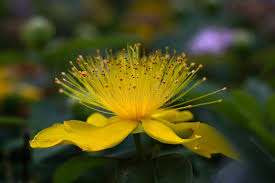 Attēlu rezultāti vaicājumam “Hypericum perforatum flower”