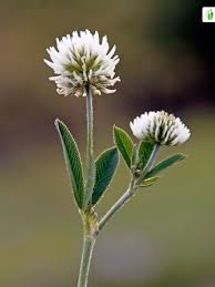Attēlu rezultāti vaicājumam “Trifolium montanum fruit”
