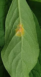 Attēlu rezultāti vaicājumam “Melampsora epitea”