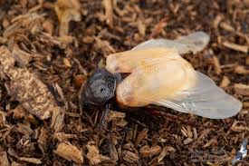 Attēlu rezultāti vaicājumam “Osmoderma barnabita”